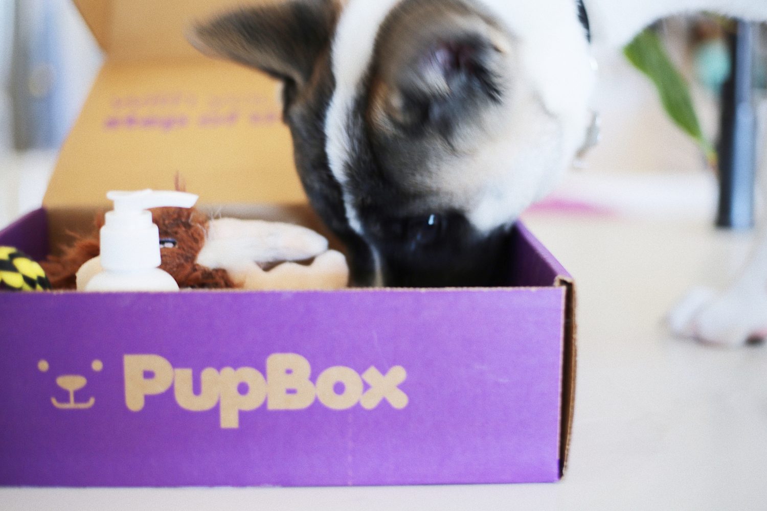 pupbox