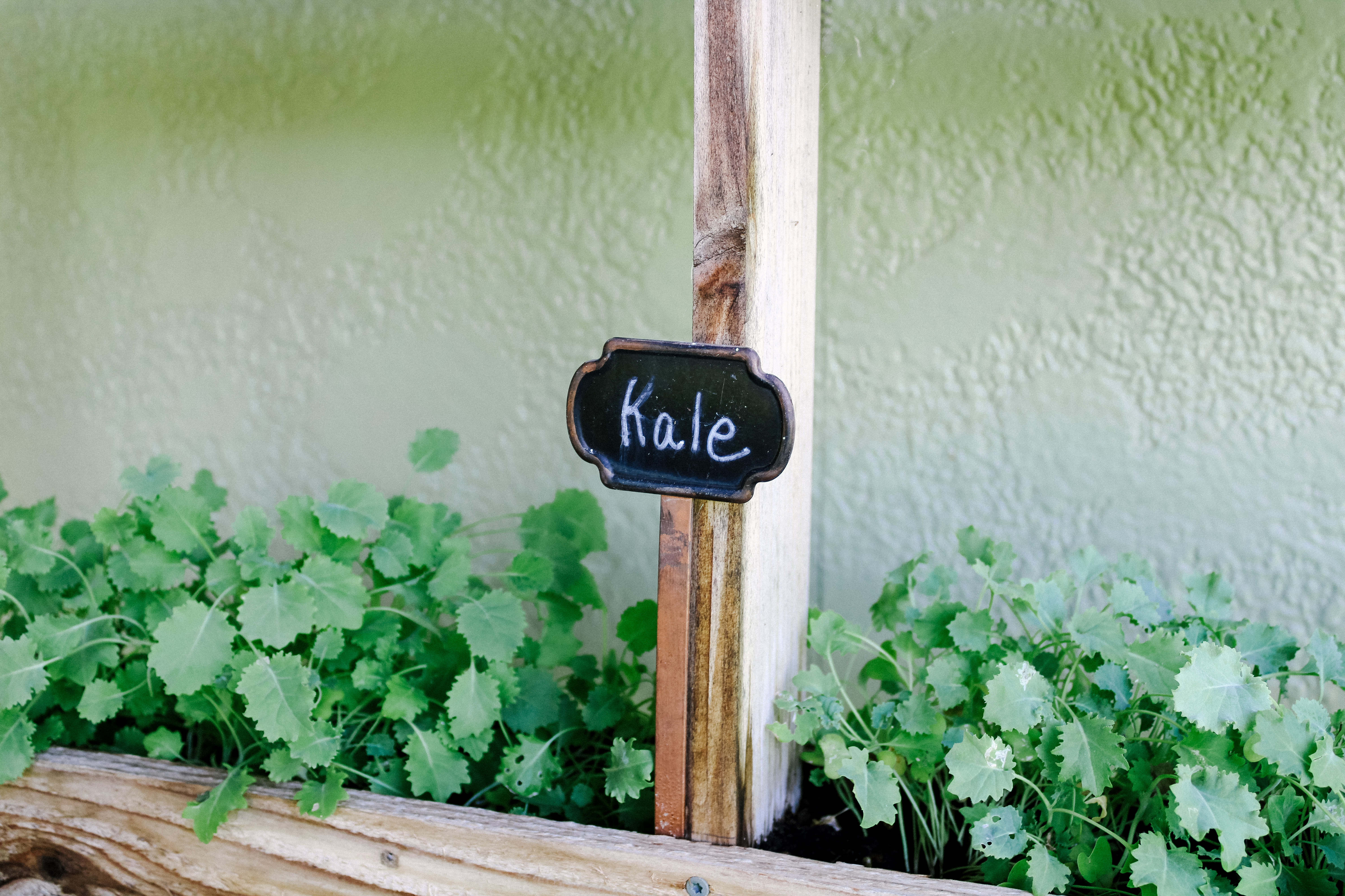 Gardening Kale