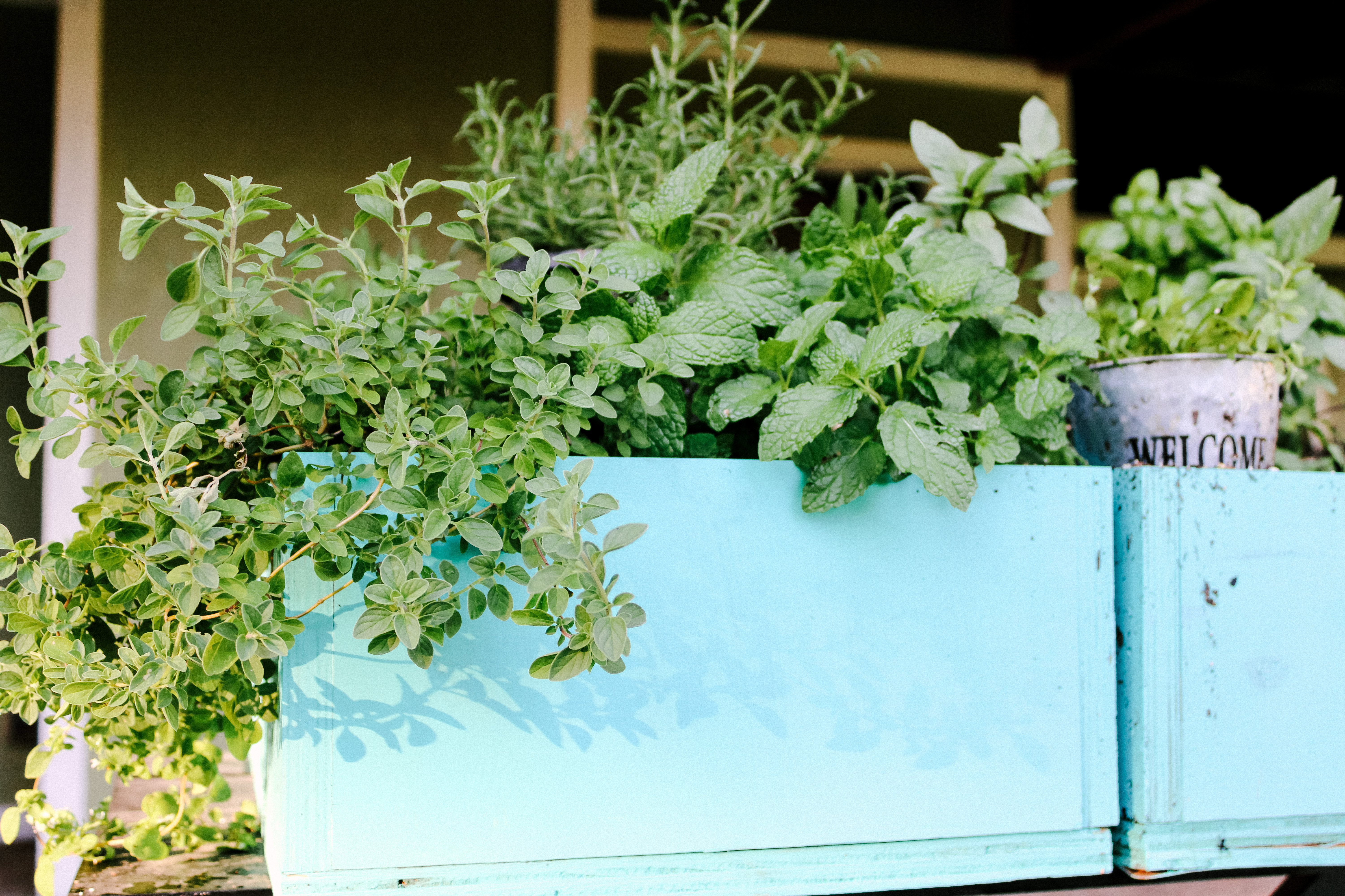 Gardening Marjoram