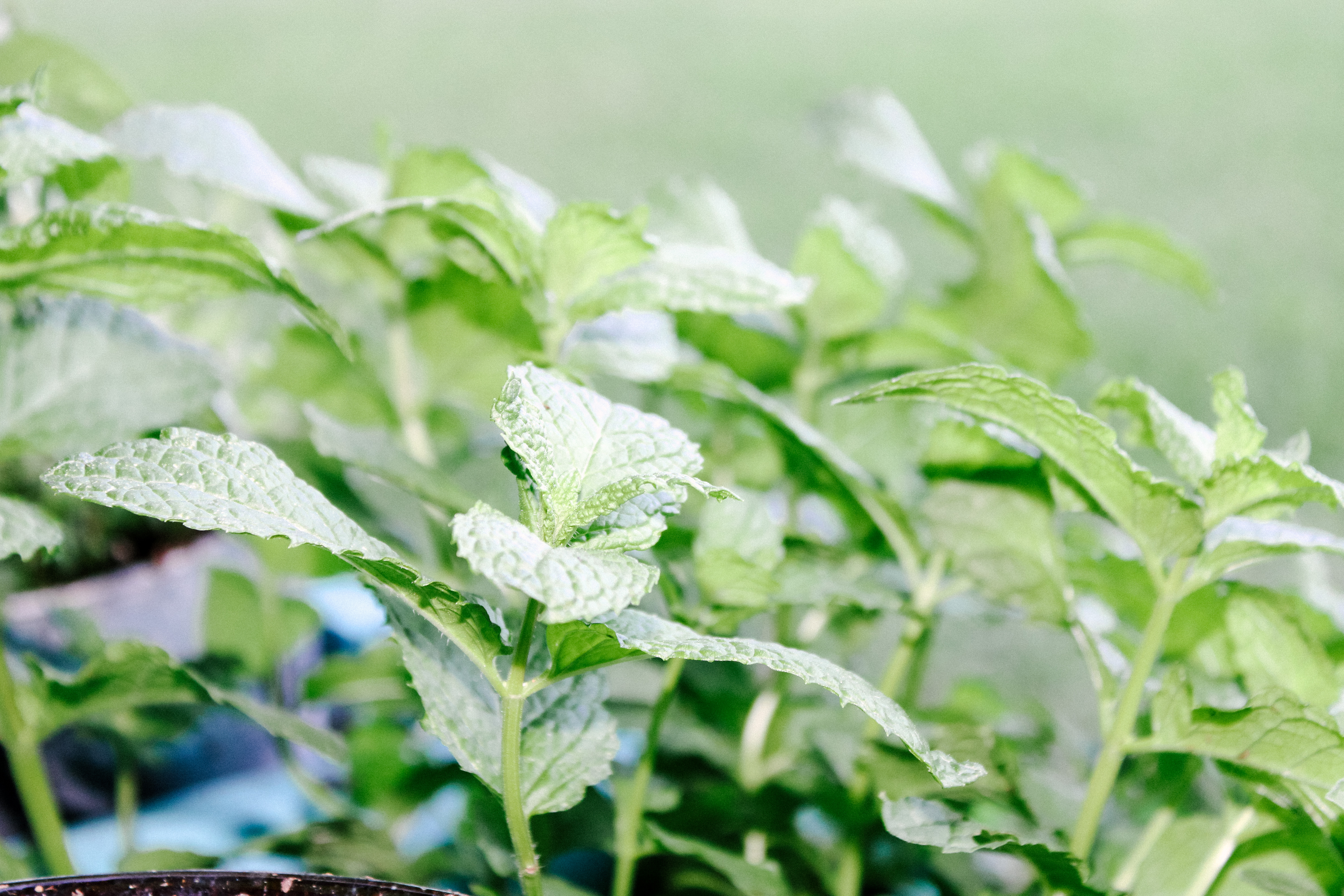 Gardening Mint
