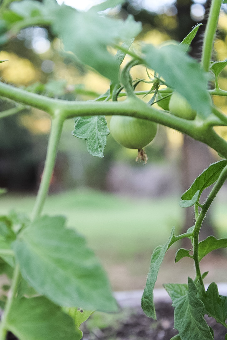 Vegetable Garden Tomatoes