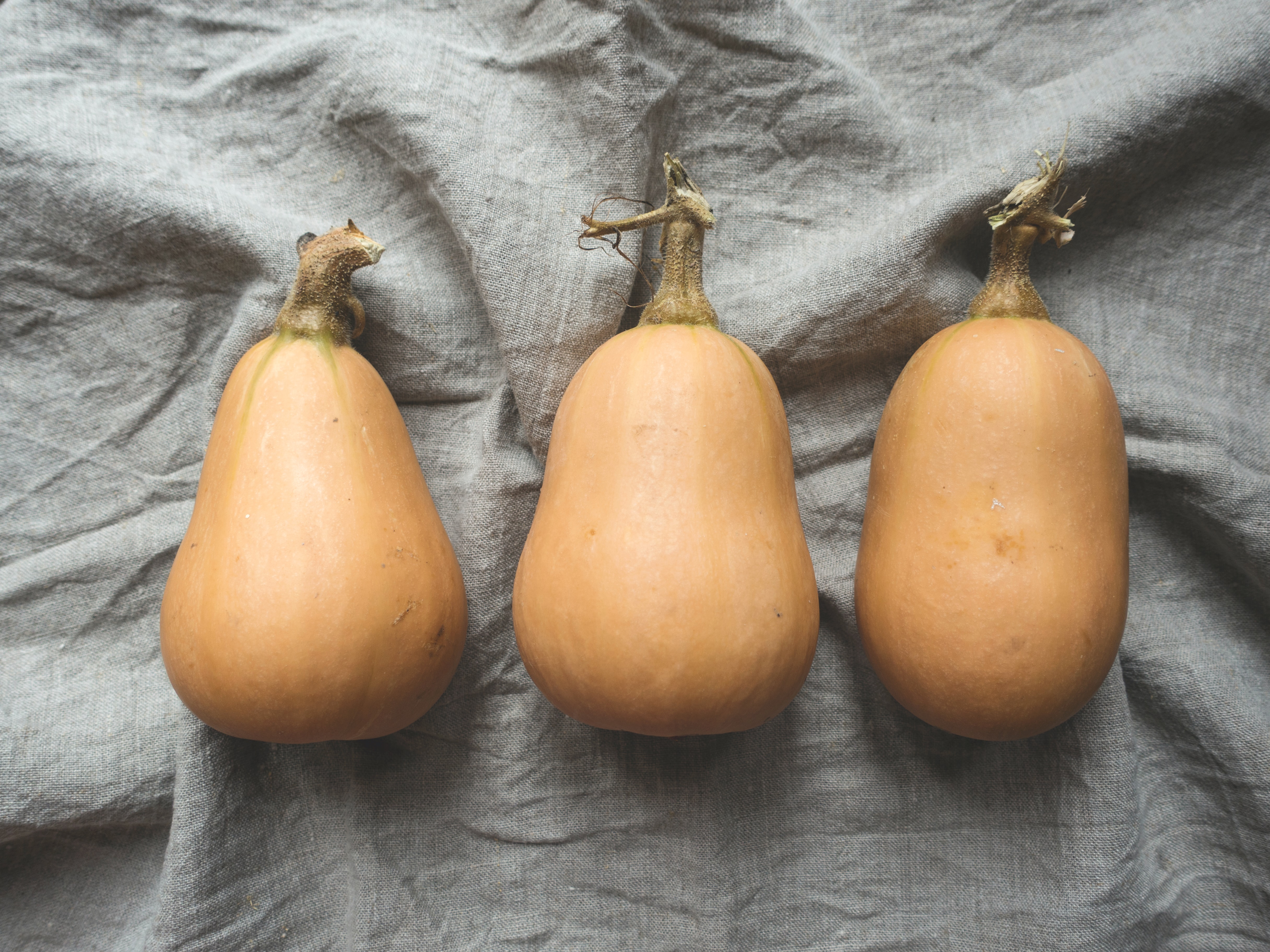 vegetable garden squash