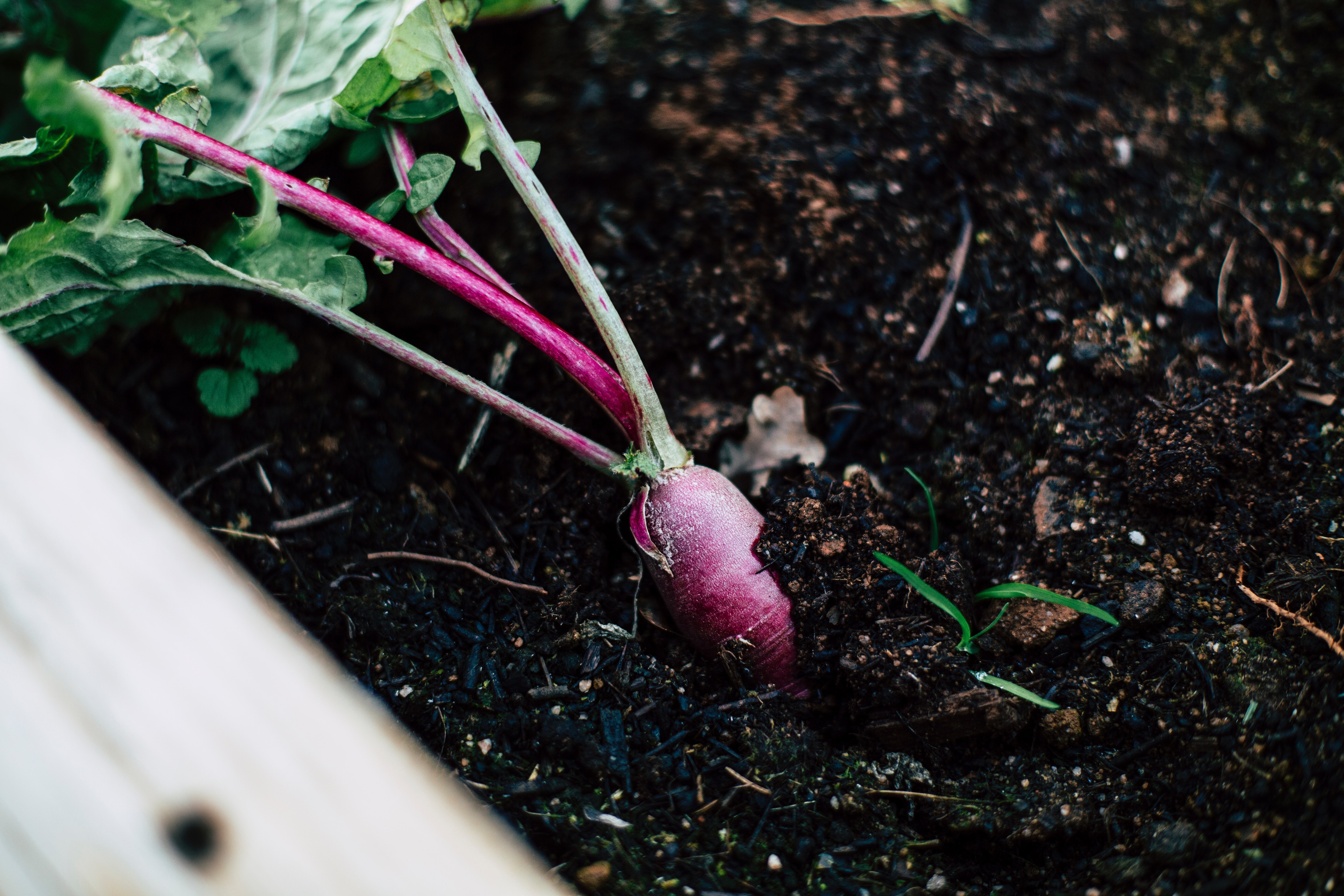 vegetable garden radish