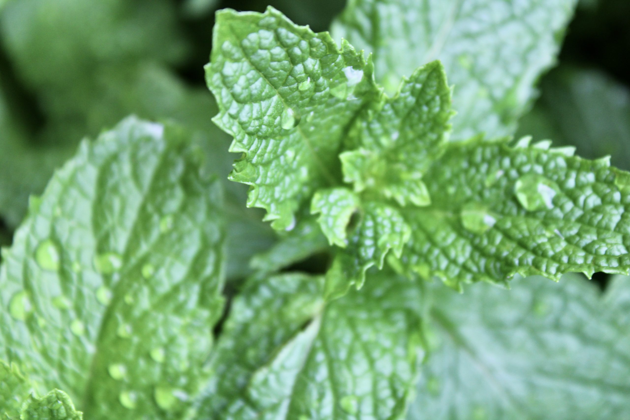 sweet mint