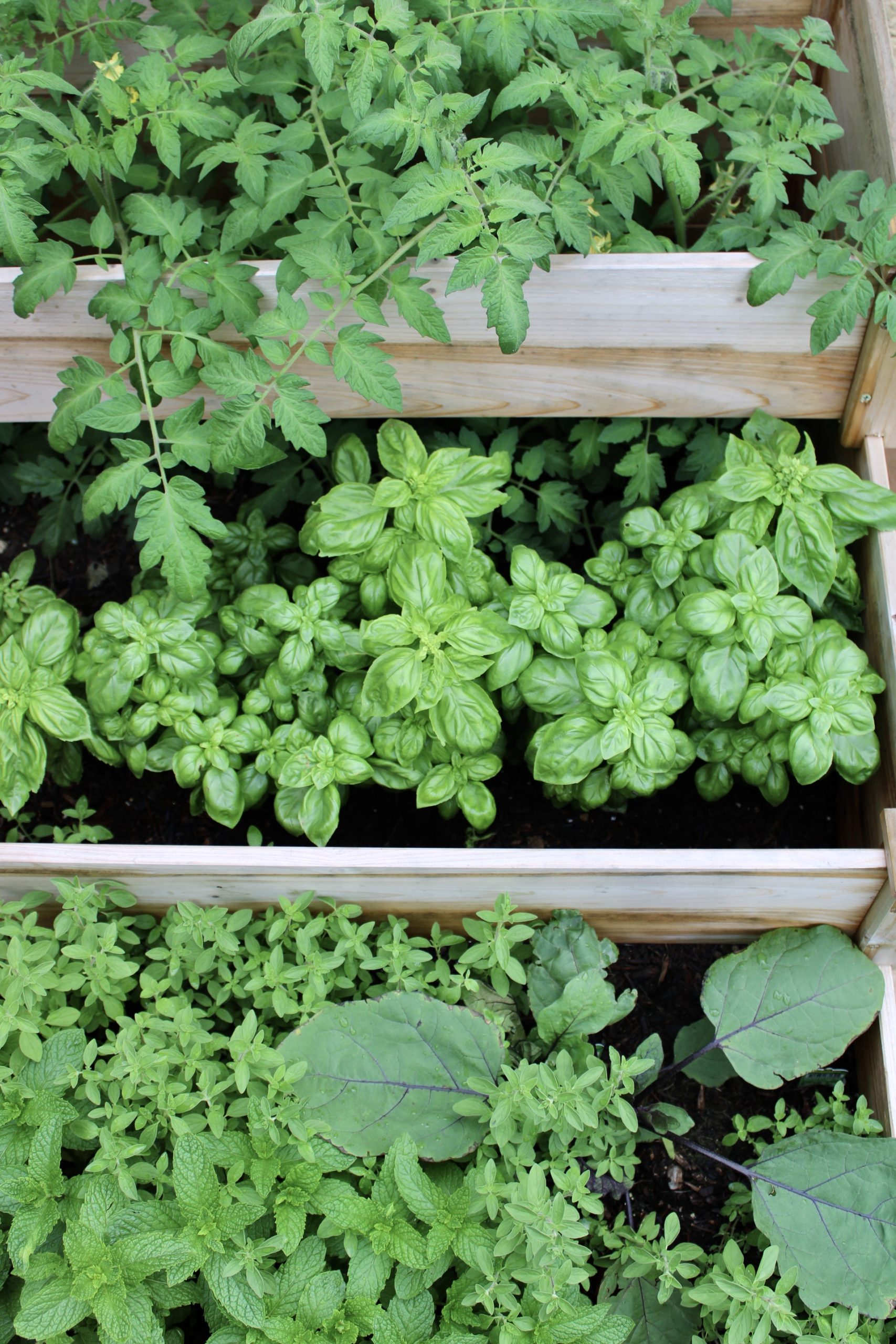herb garden